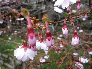 富士さくら